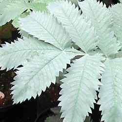 Melianthus major detail loof copyright www.PerkGroen.nl